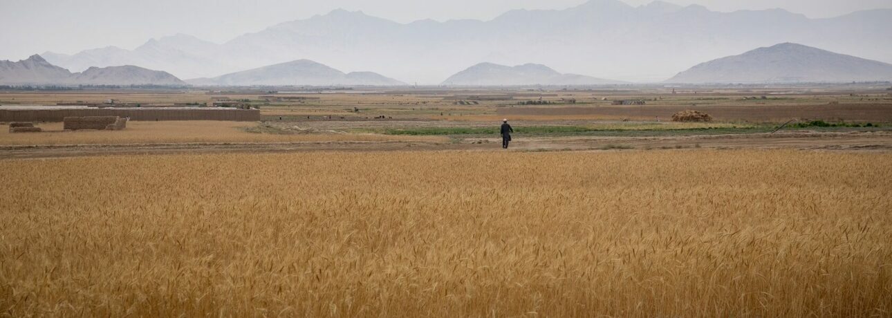 Fartile land in Parwan